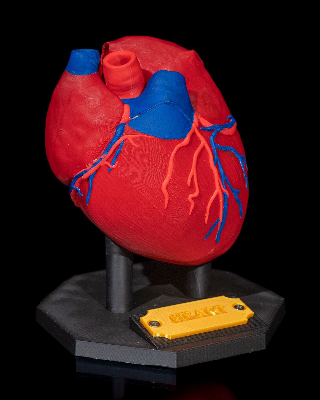 Heart Anatomical Model - Image 2