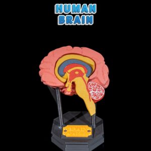 Human Brain