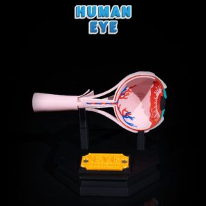 Human Eye