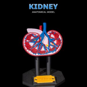 Kidney Anatomical Model