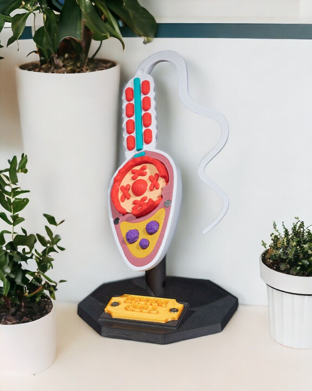 Sperm Cell - Image 4