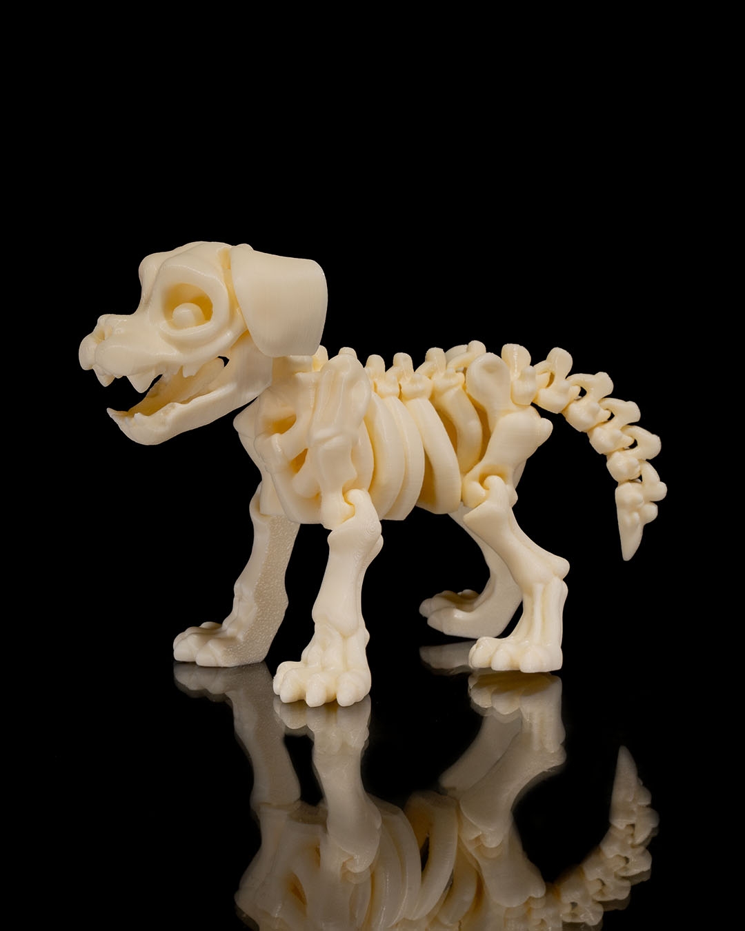 Skeleton Dog - Image 4
