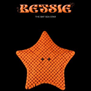 Betsie, the Bat Sea Star