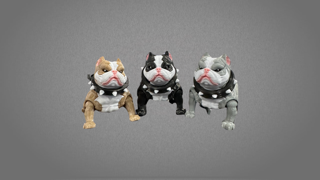 American Bully Grande - Image 4