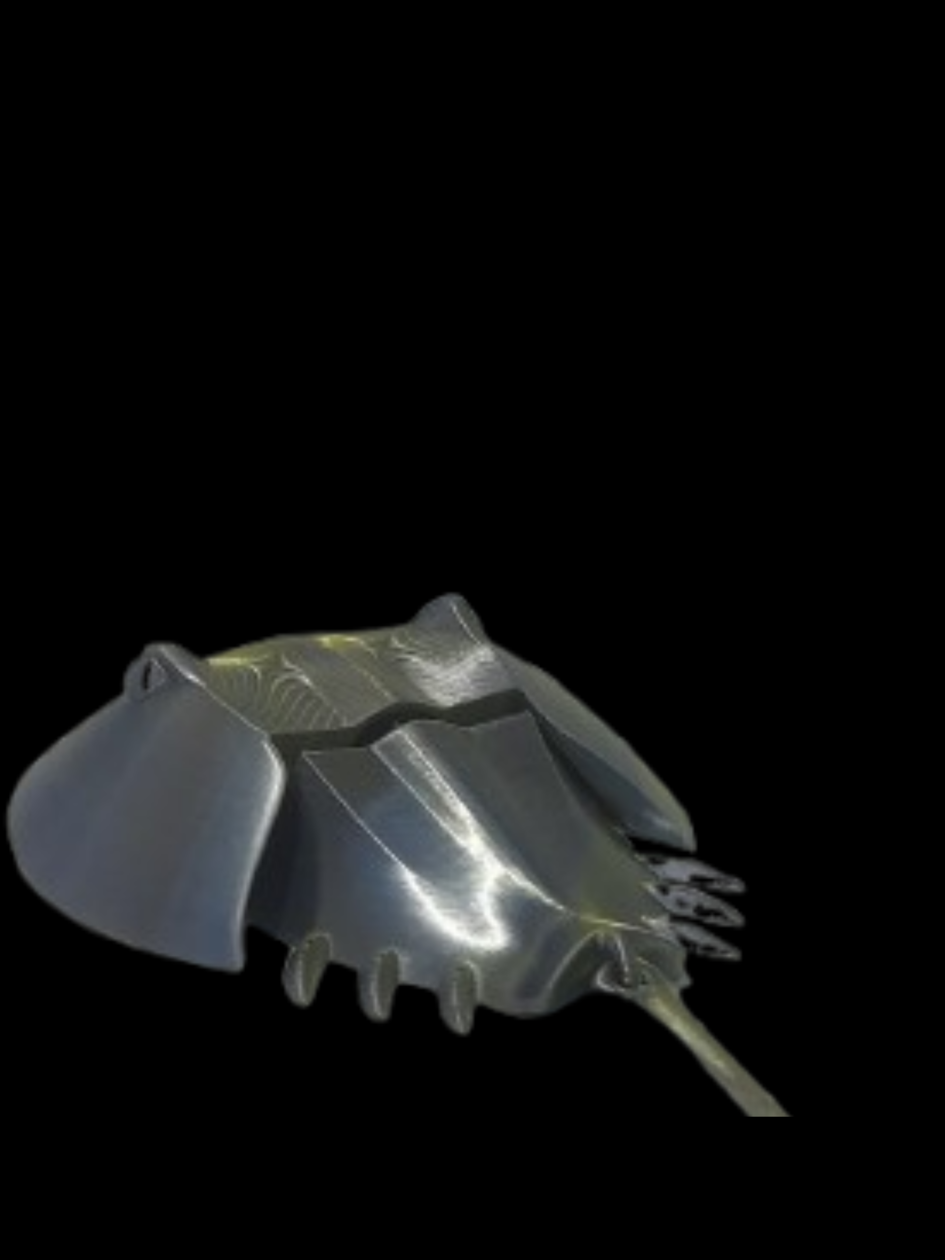 Ferrer,Caranguejo ferradura - Image 3